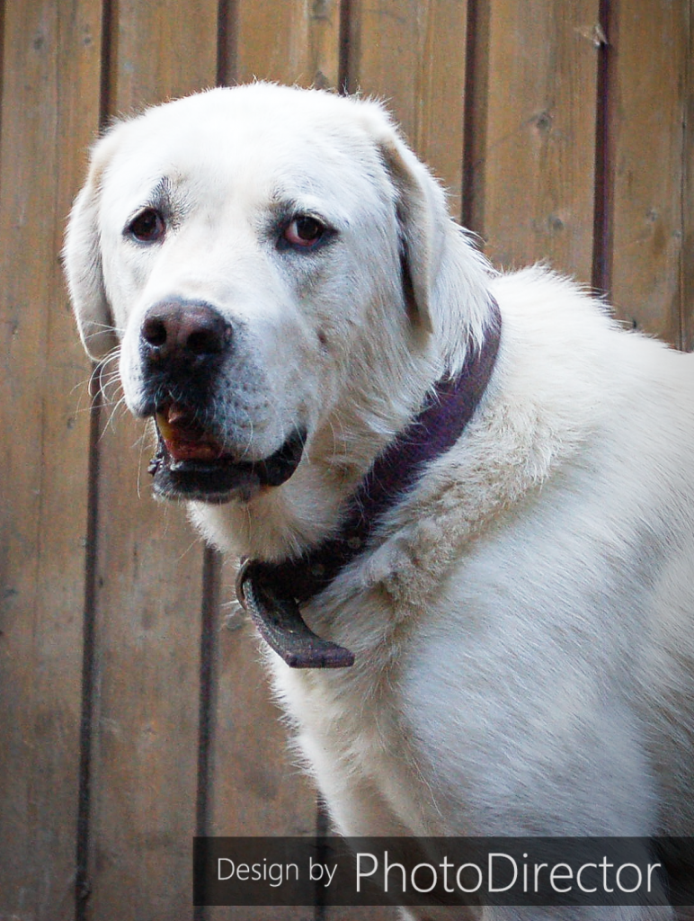 Maya Hellhound Foundation