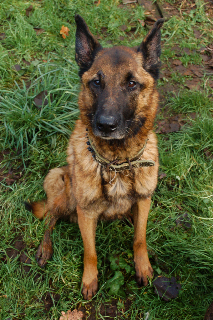 Haddock Hellhound Foundation