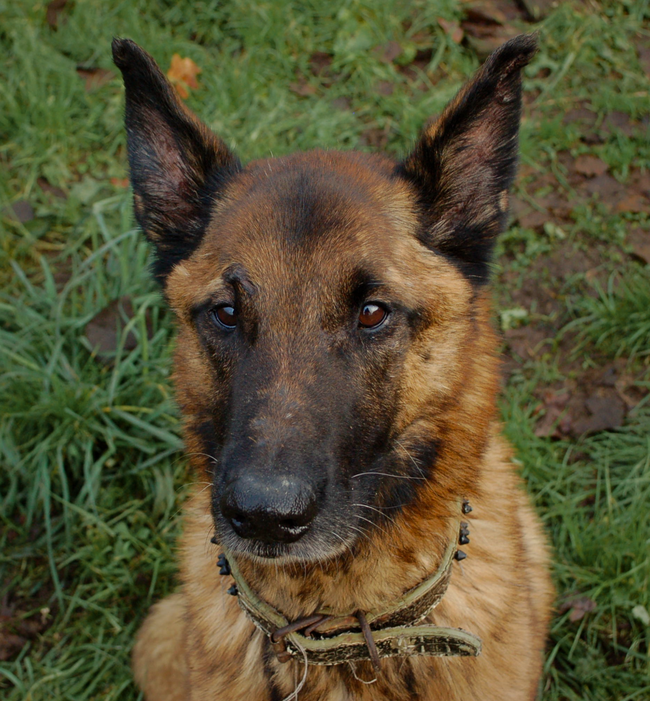 Haddock Hellhound Foundation