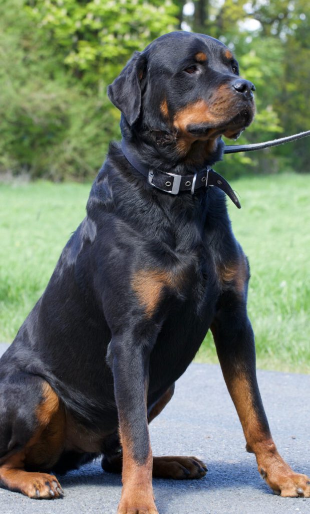 Picasso – Hellhound Foundation